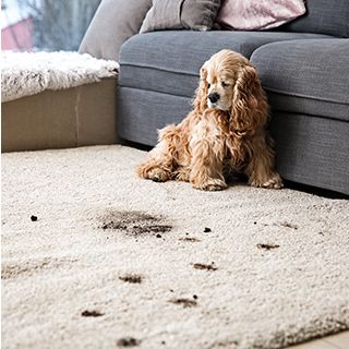 Carpet-Tile-Rug Cleaning