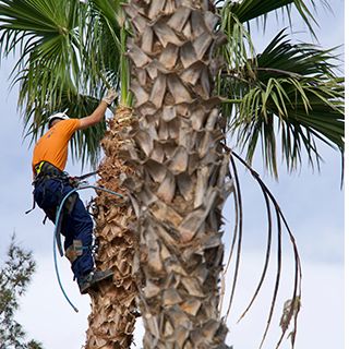 Tree Services